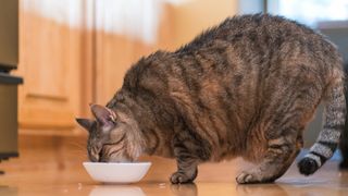 Large cat eating from a bowl