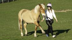 Clicker training the spanish walk with palomino horse