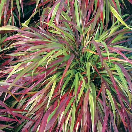 1 Gal. Pot, Beni Kaze Japanese Forest Ornamental Grass Hakonechloa Dediduous Perennial Plant - 1 Plant Per Offer