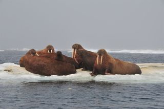 walruses rest on an ice floe in Chukchi sea