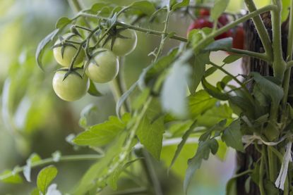 Close up of a tomato plant with green tomatoes