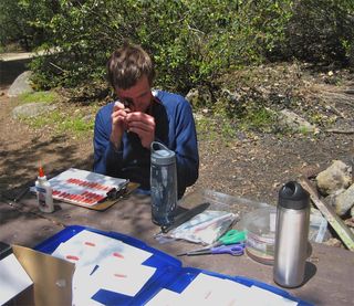 At the field study site in Giant Sequoia National Monument in Calif., Paul Marek assesses predator bite marks on clay models of the millipede Motyxia.