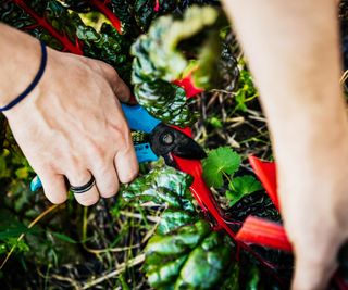Harvesting Swiss chard with pruning shears