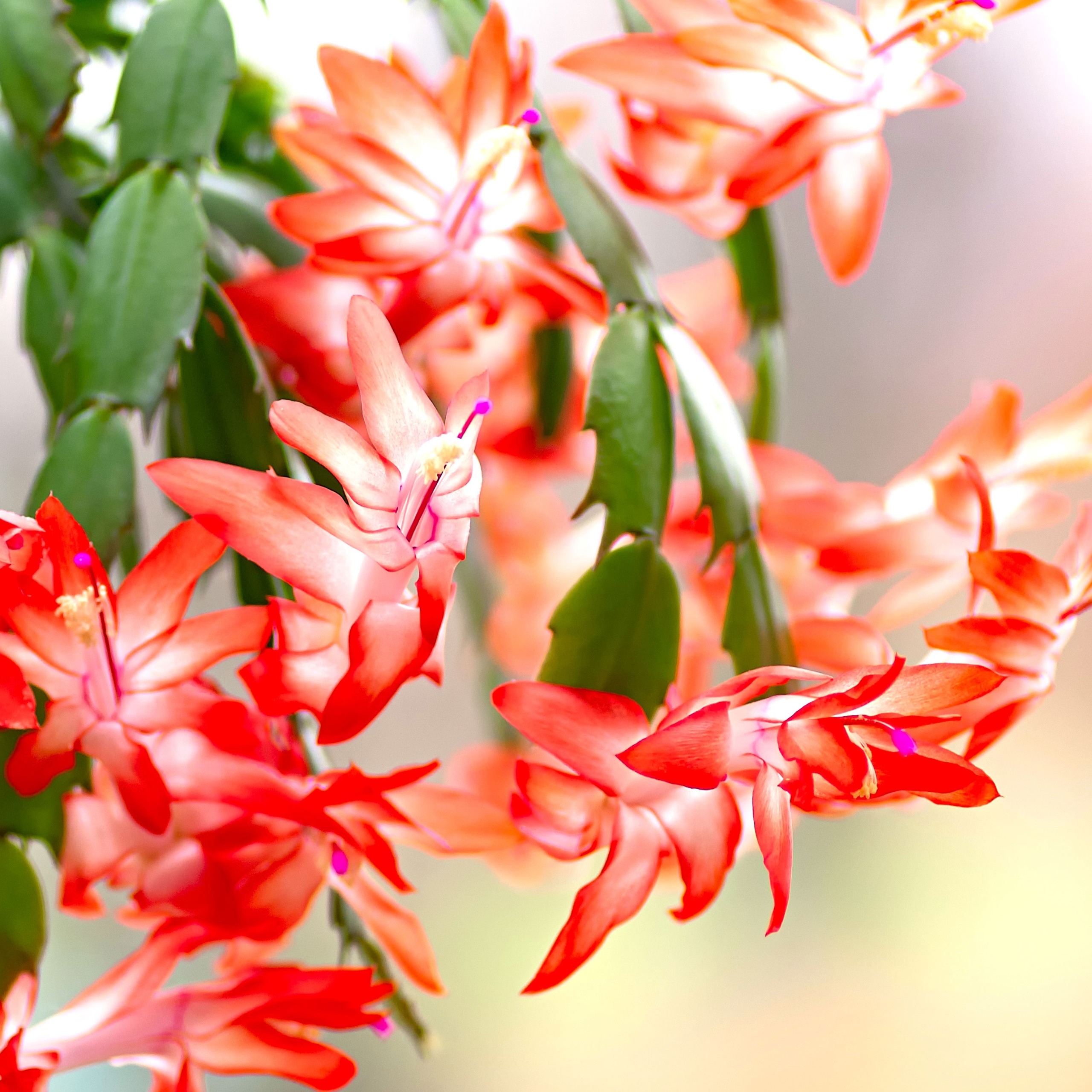 Thanksgiving cactus in a pot showing salmon pink and white flowers
