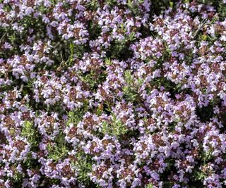 Creeping thyme with purple flowers