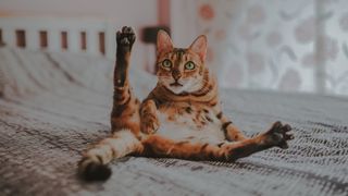 Bengal cat on the bed with legs outstretched and shocked expression