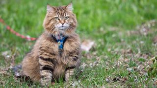 A cat sat outside wearing a harness