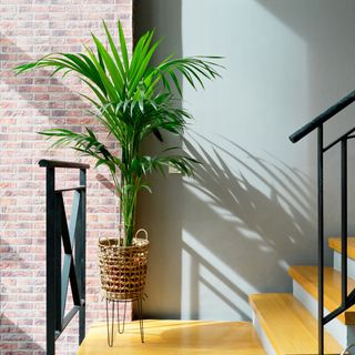 Areca palm houseplant in basket pot on stand at bottom of yellow staircase