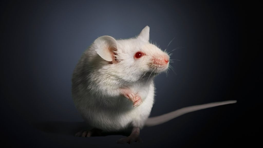 How stress stops hair growth (in mice) - Livescience.com