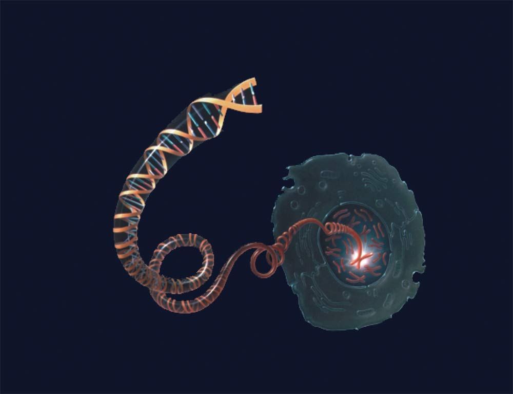 Shown here, a DNA molecule unwinding from a chromosome inside the nucleus of a cell.