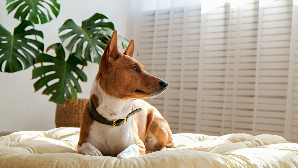 21 best dog breeds for hot weather that cope well | PetsRadar