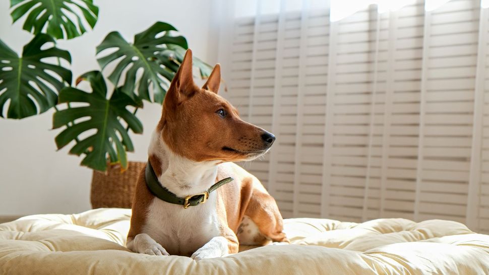 Image showcasing 21 best dog breeds for hot weather that cope well | PetsRadar