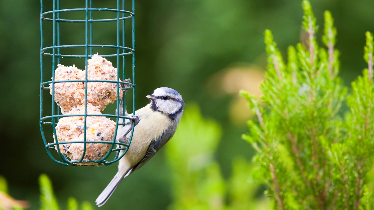 Bird eating bird suet from a bird feeder