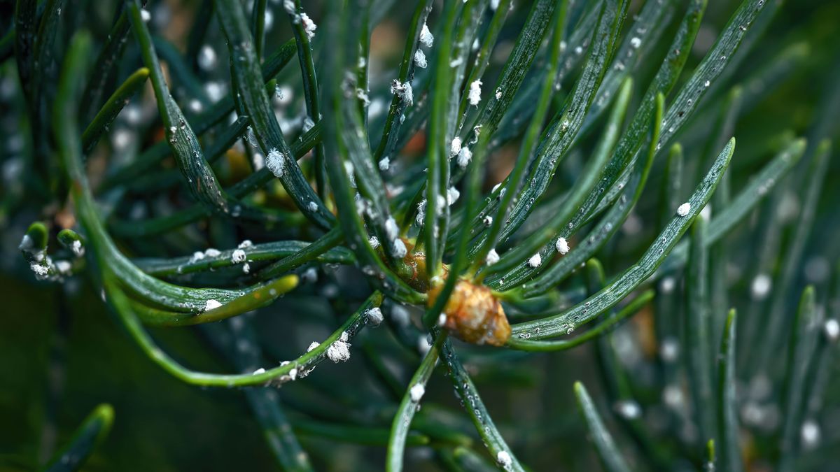 7 pests you might carry into your home with your Christmas tree Tom's