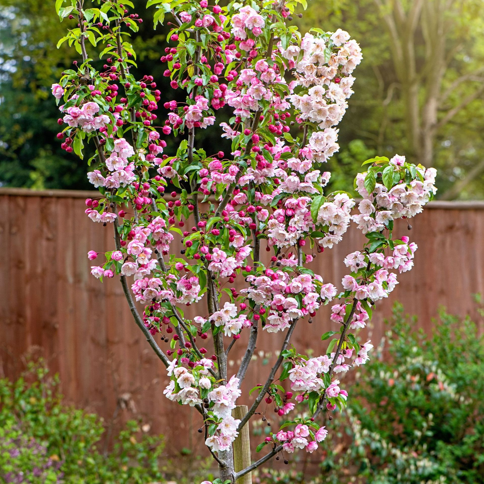 crab apple tree