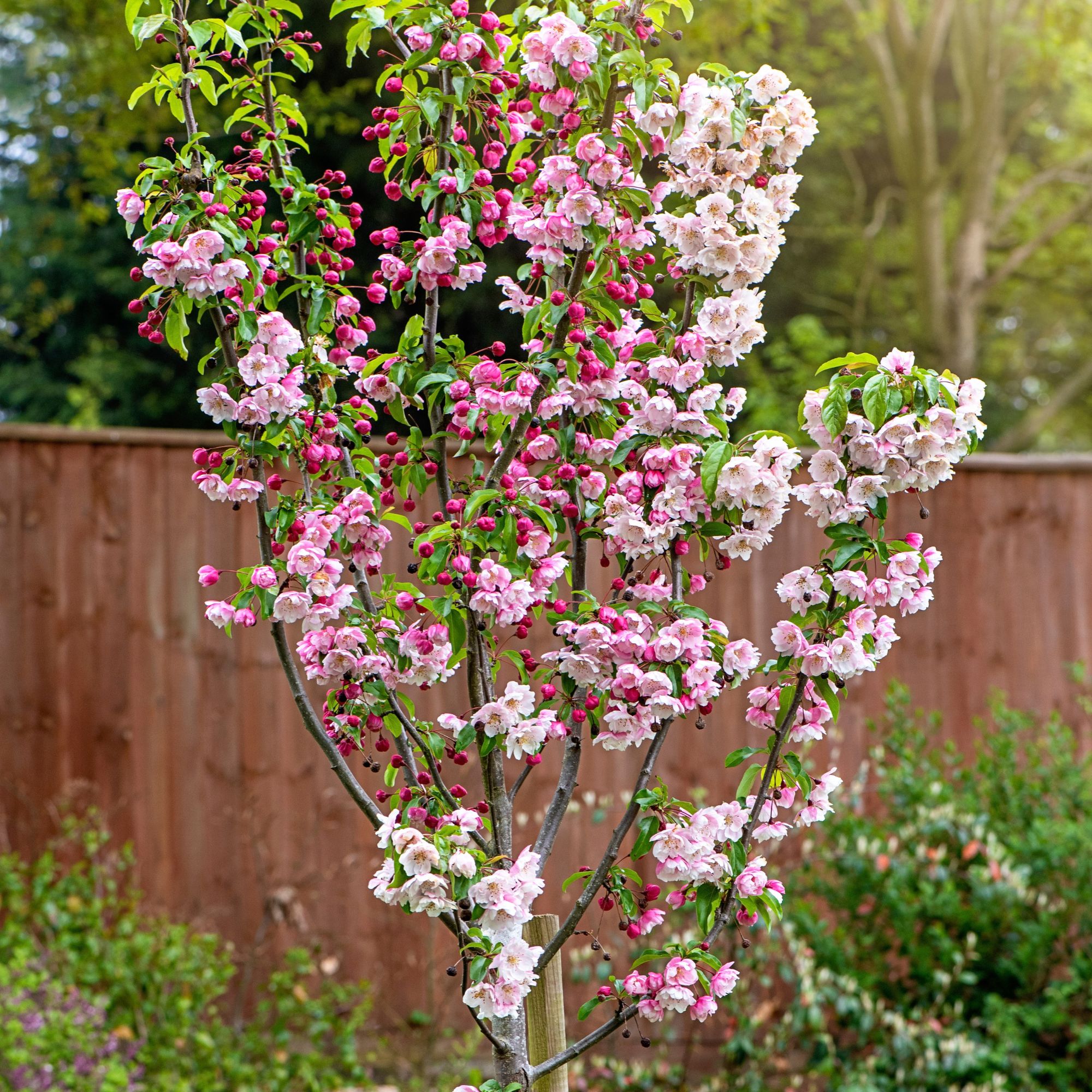 crab apple tree