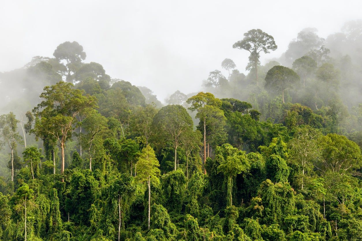 Green Canopy Forest