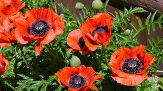 Orange poppies