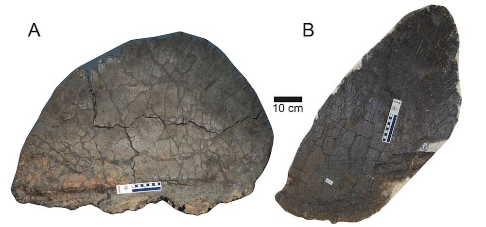 Stegosaurus male and female plate