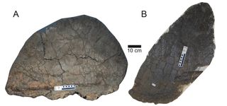 dinosaur with bony plates on its back