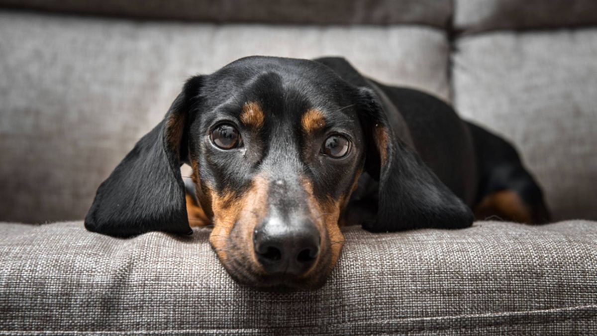 dog flu los angeles: Image of dog feeling poorly