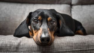 dog feeling poorly on sofa