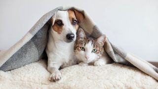 A cat and dog under a blanket