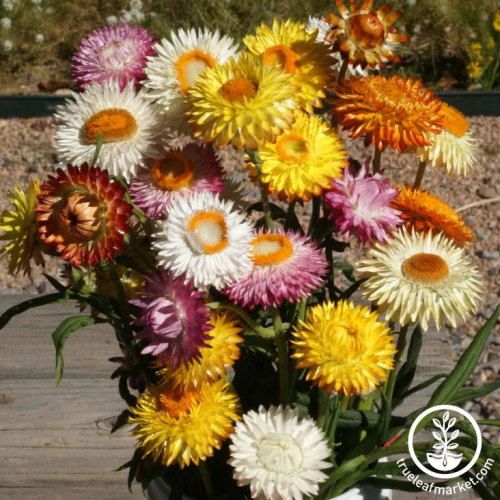 Strawflower Seeds - Tall Double Mix