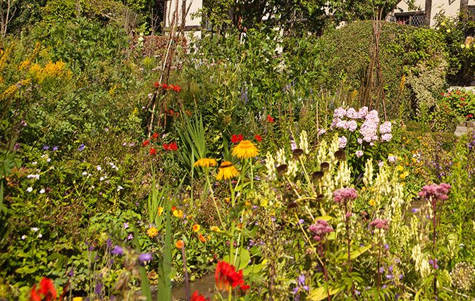 Classic English country garden flowers