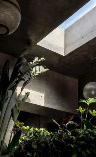 Concrete walls with green plants