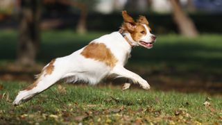 Brittany dog running