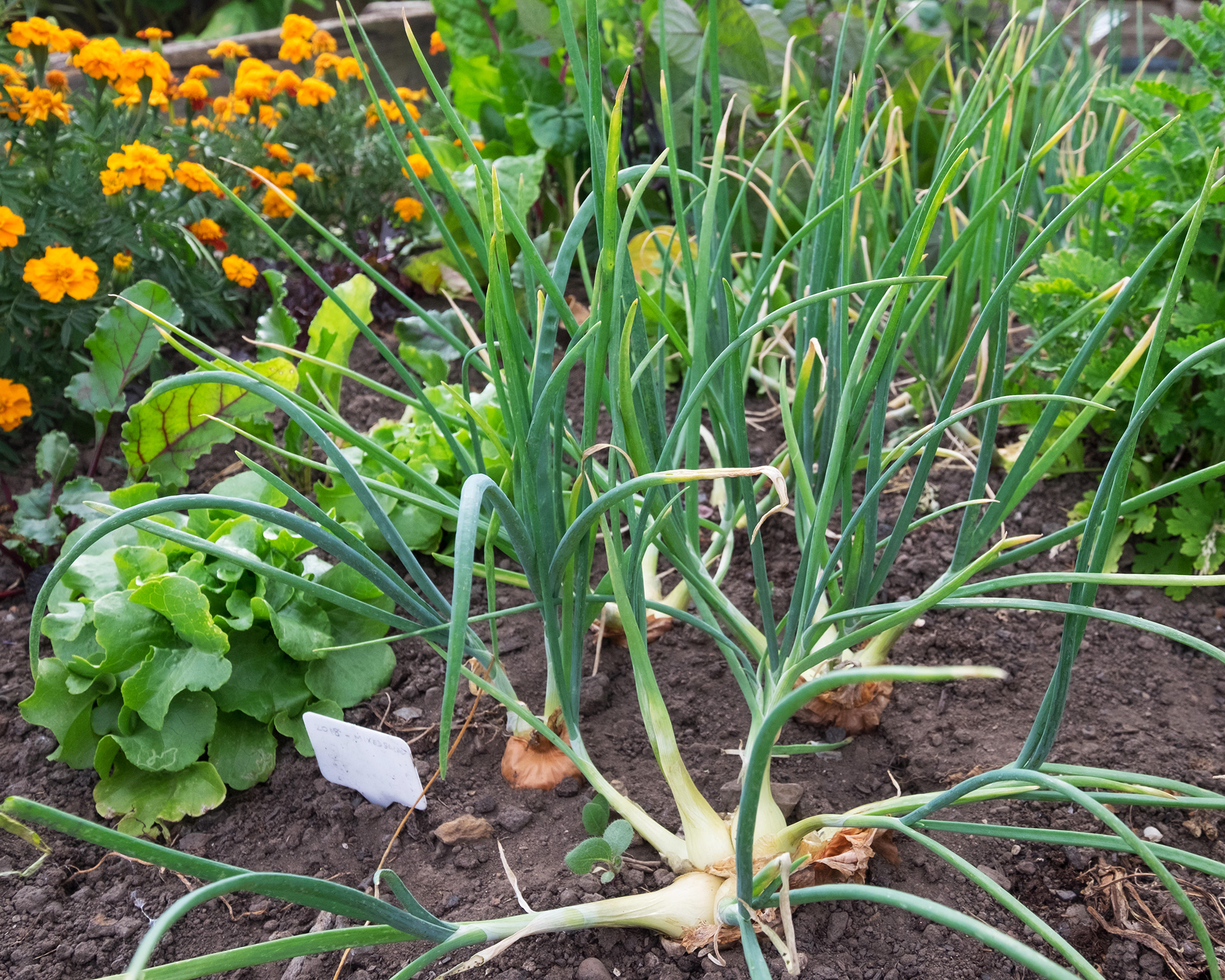 Shallots growing in a vegetable garden companion planted with marigolds