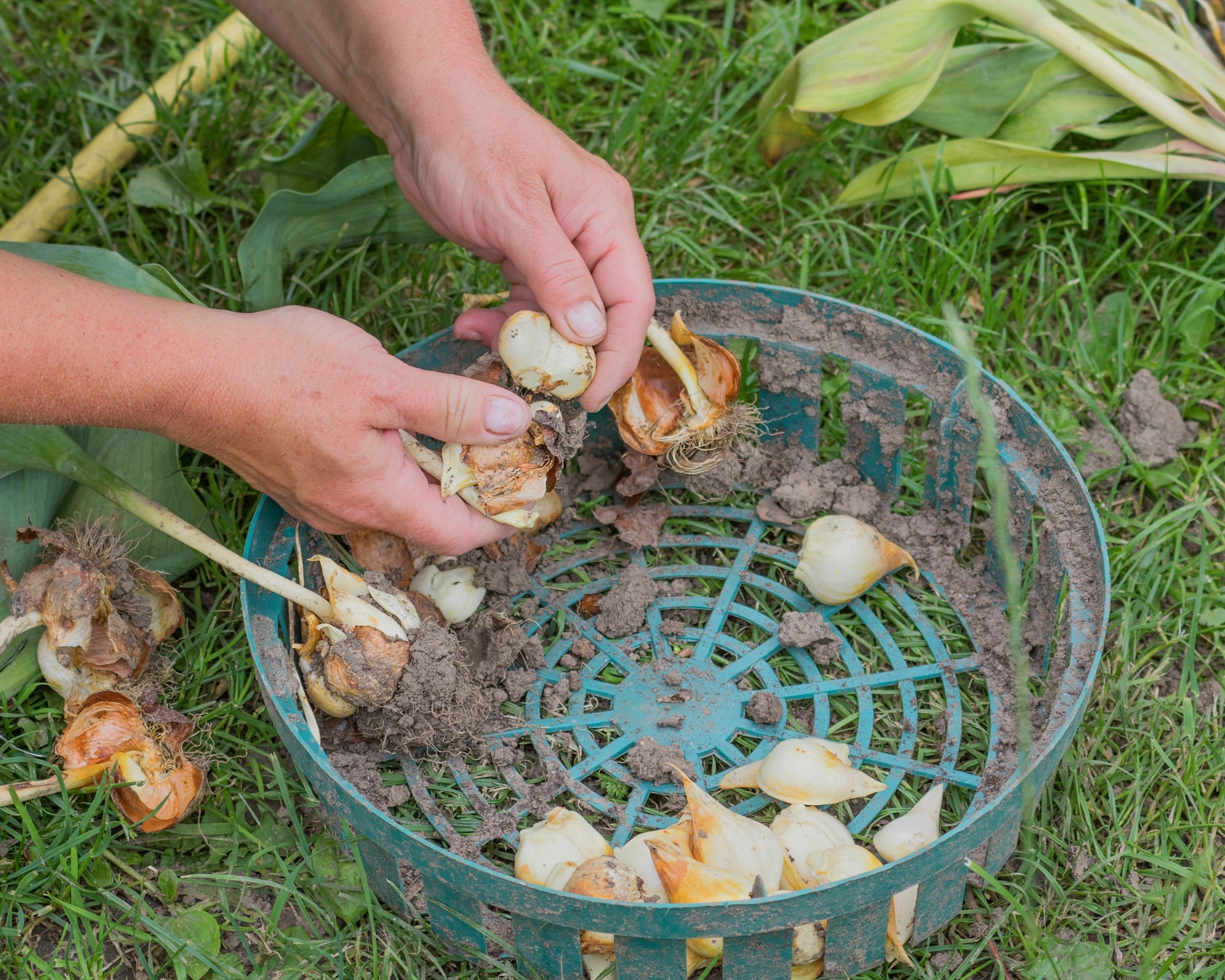 Gardener shows how to divide tulip bulbs