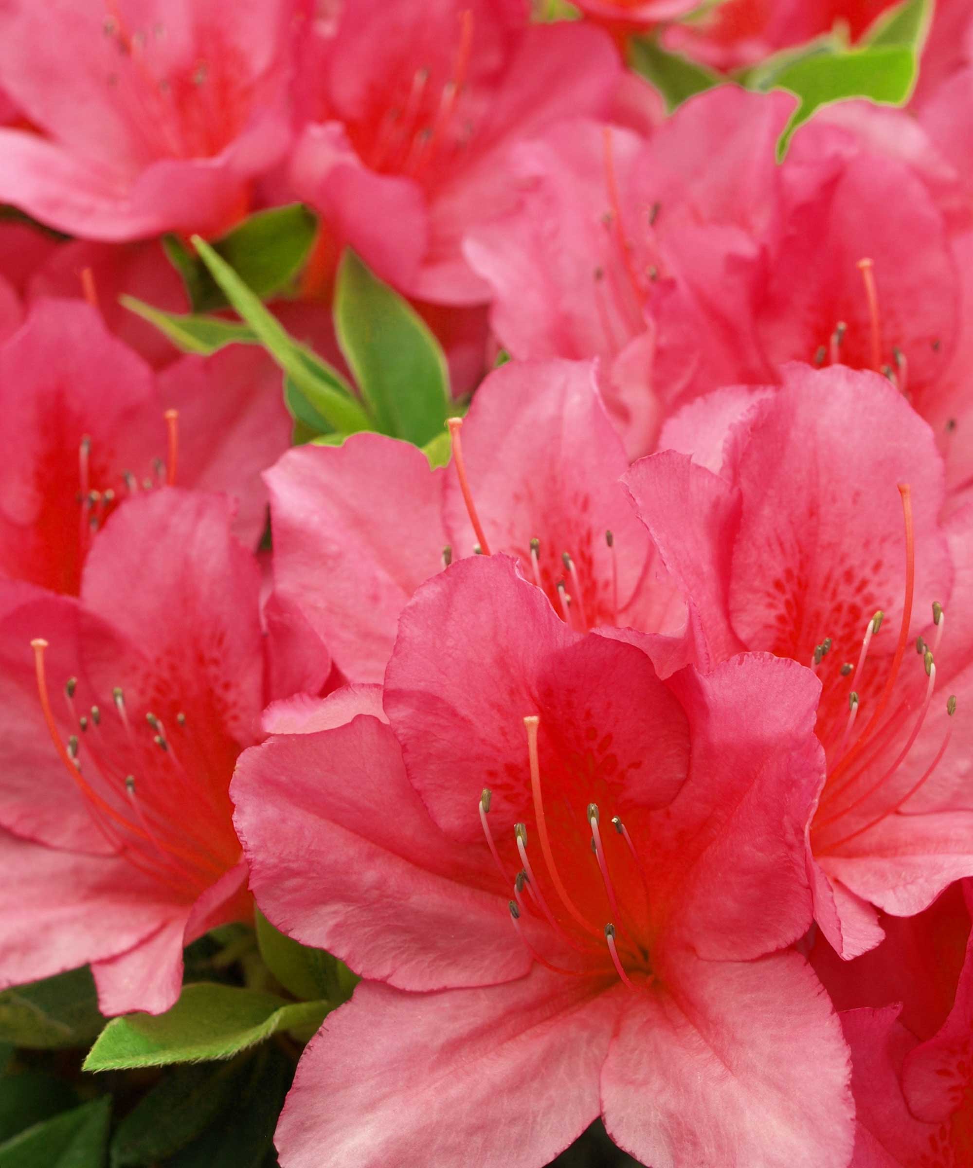 close-up of pink azalea flowers