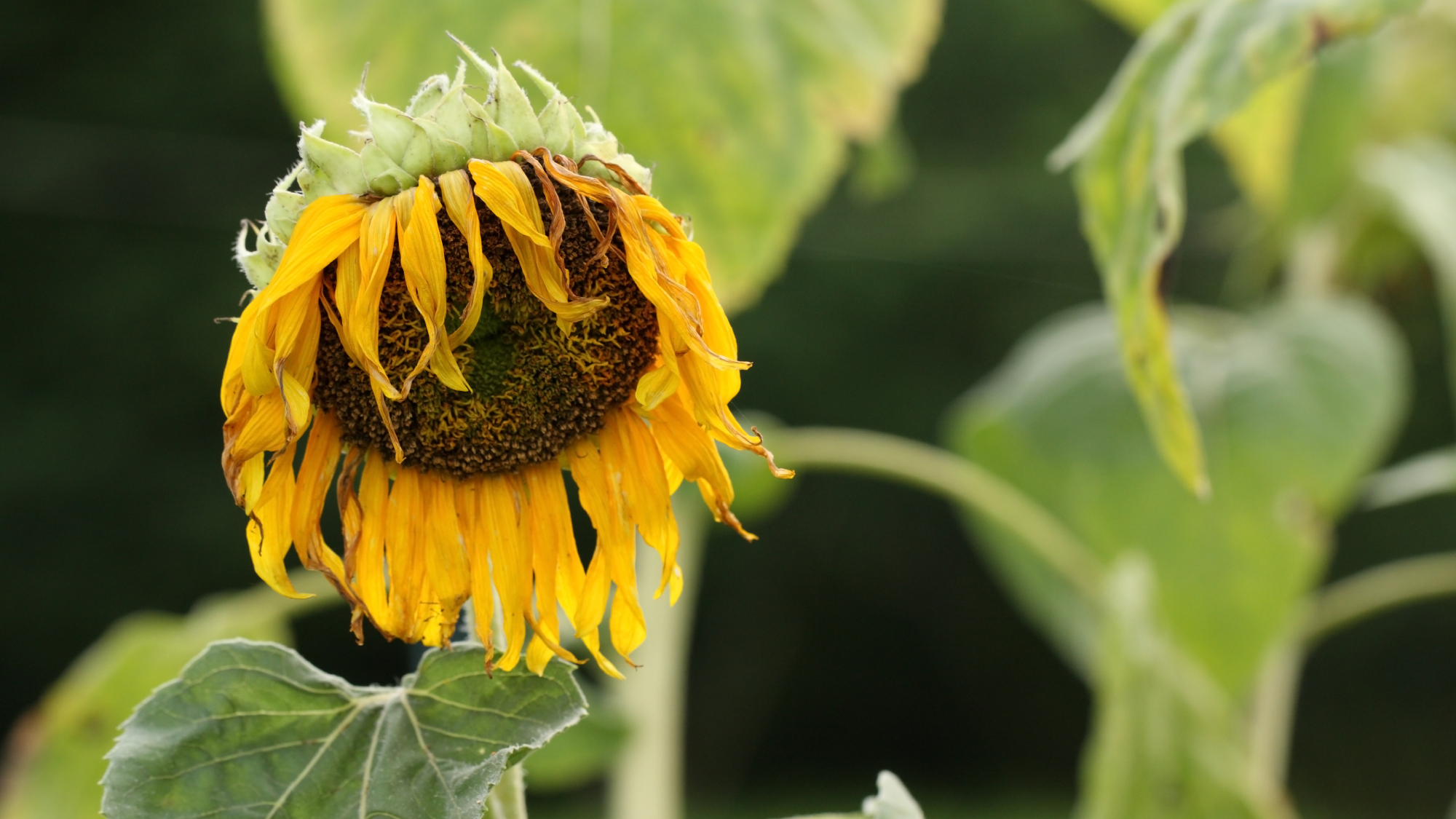 drooping sunflower