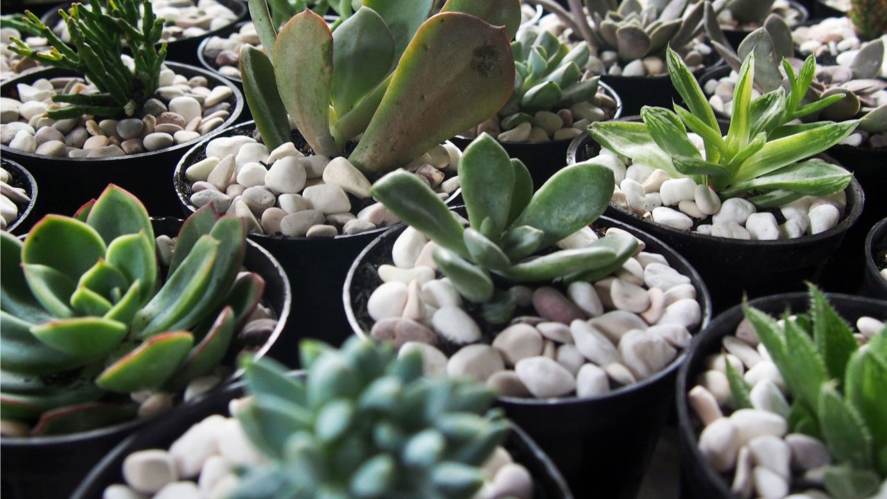 Mini succulents planted in decorative pebbles