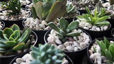 Mini succulents planted in decorative pebbles