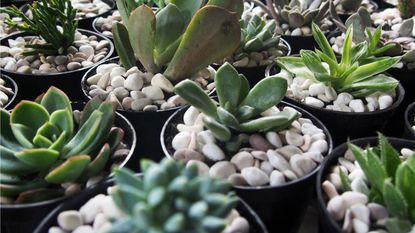 Mini succulents planted in decorative pebbles