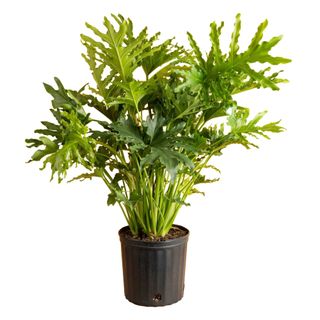 A Philodendron Selloum houseplant in a black plastic pot