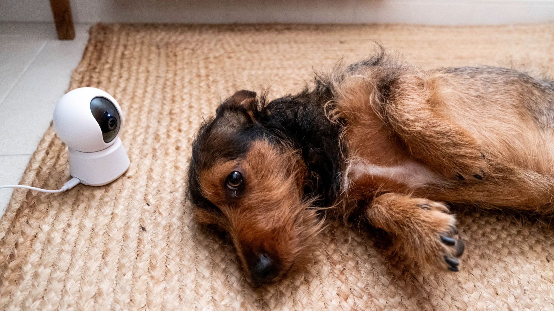 Dog lying down on a rug next to a pet camera
