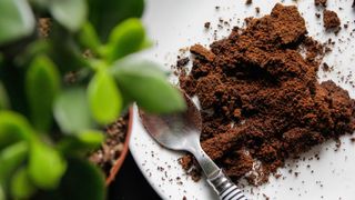 icture of a plate of coffee grounds next to a plant