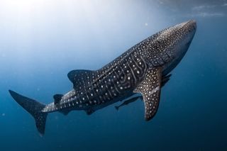 Animales más grandes tiburón ballena