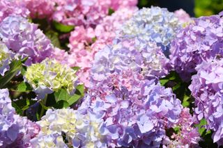 A bush of pastel colored hydrangeas