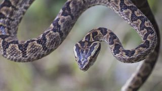Taiwan habu snake
