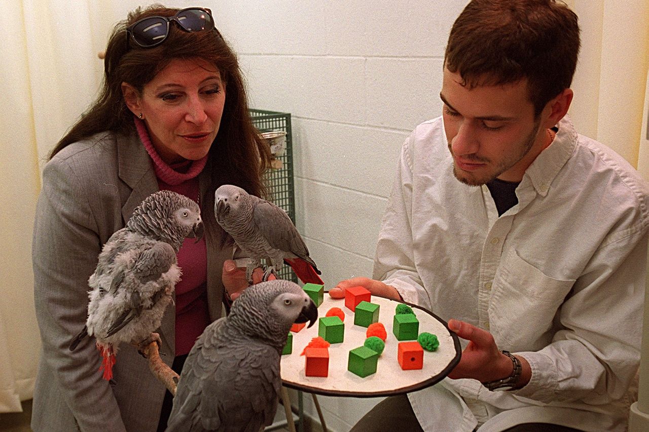 Irene Pepperberg and a student with three parrots and a tray with different color blocks