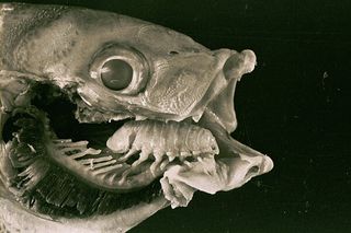 Cymothoa exigua, or tongue-eating louse
