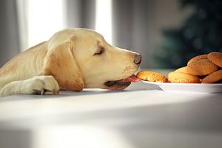 A dog eating cookies off the table.