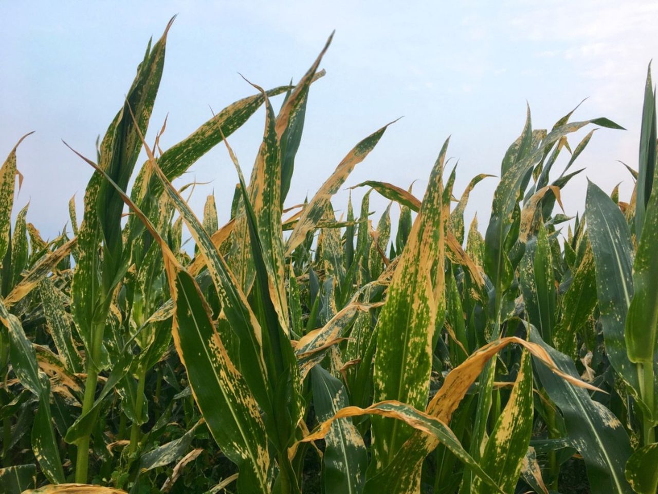 Wilted Corn Plants