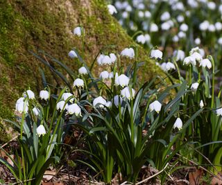 Snowdrops flowering around the base of a tree