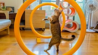 Cat playing with hoops